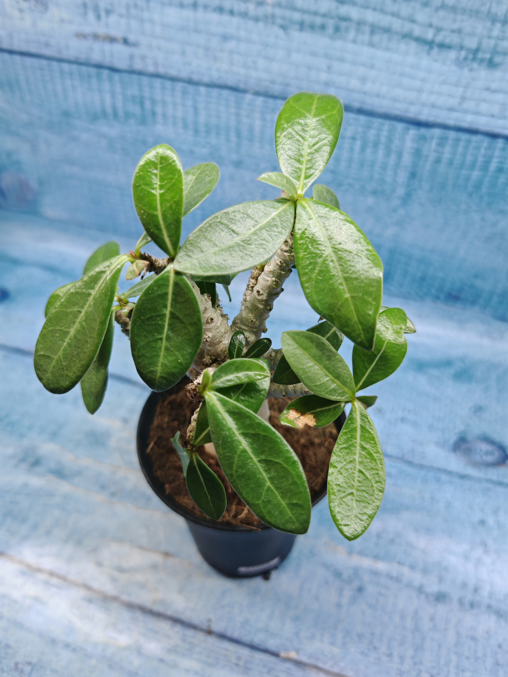 Adenium Baobab (Адениум)