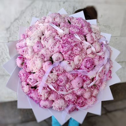 101 пион сорта "Сара Бернар" в оформлении