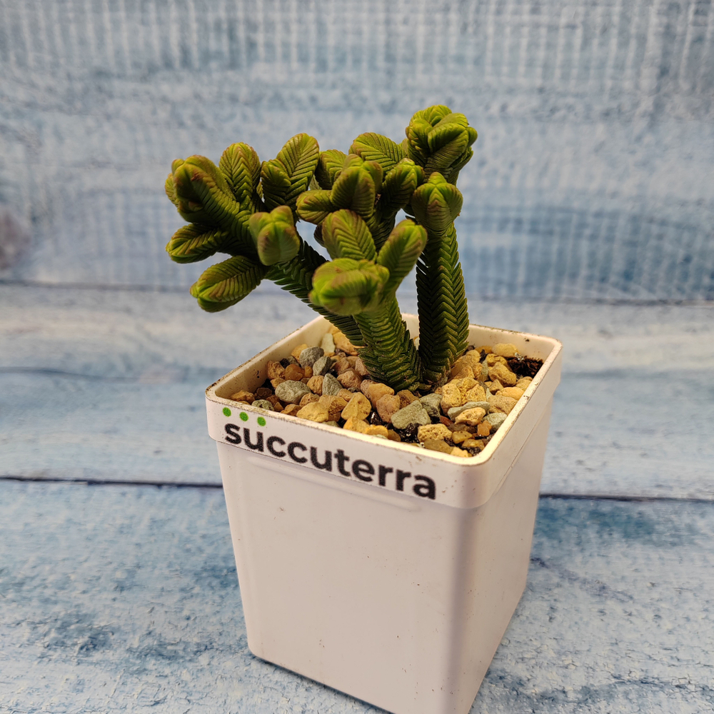 Crassula Pyramidalis Compacta (Крассула)