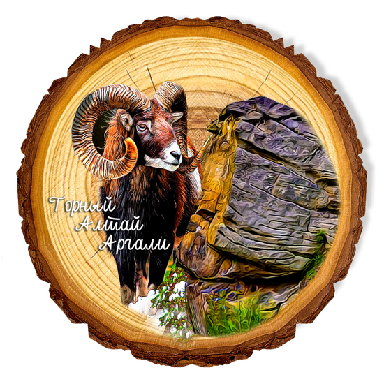 Магнит спил "Аргали"