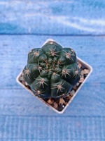 Gymnocalycium Baldianum (Гимнокалициум)