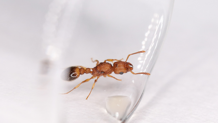 Муравьи Tetramorium cf. bicarinatum