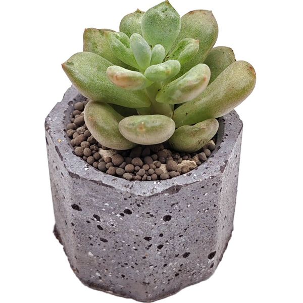 Суккулент Эхеверия Билл Гейтс