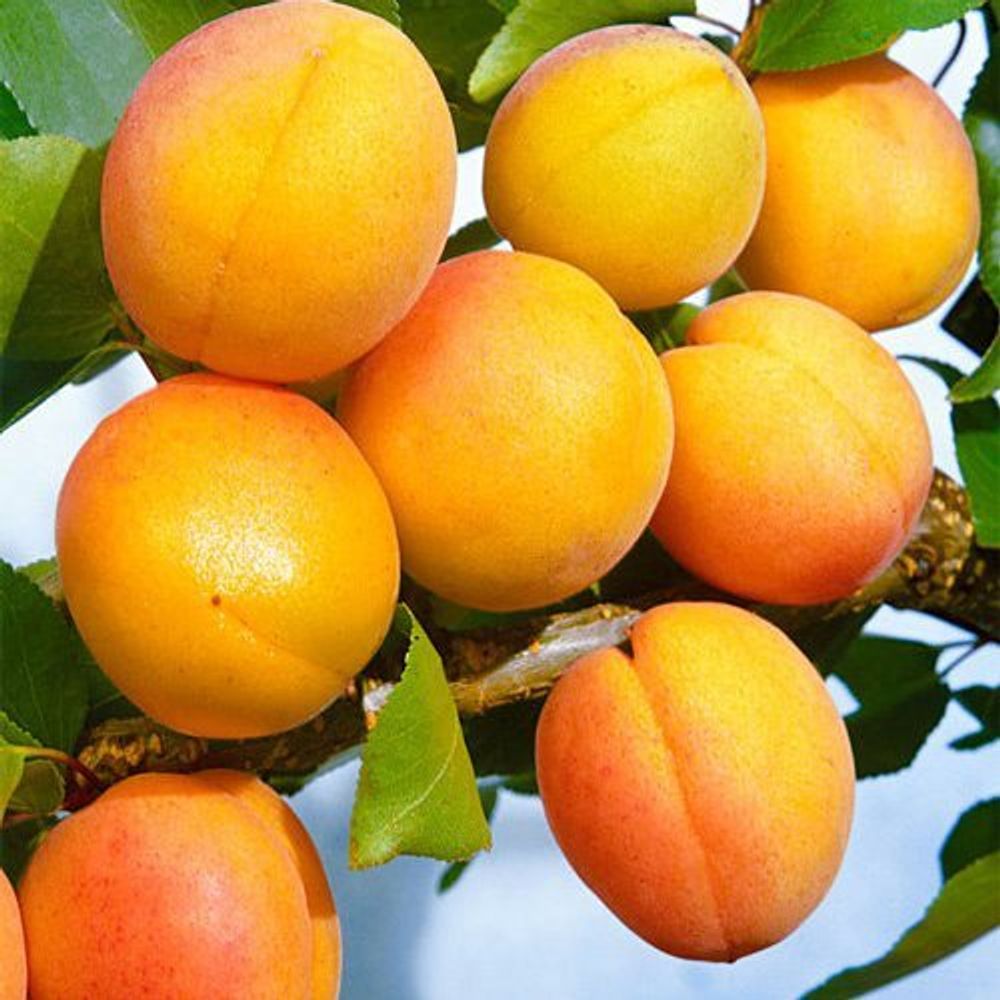 Абрикос Орловчанин Абрикос Орловчанин