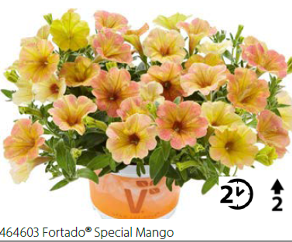 ЕВРО Петуния Fortado Special Mango укореннный черенок ОКС февраль 26 Volmary