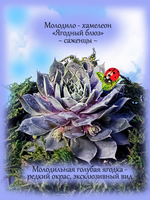 Молодило Ягодный блюз голубое каменная роза