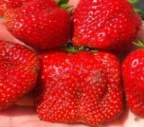 Вима Ксима (Vima Xima), позднего срока созревания.