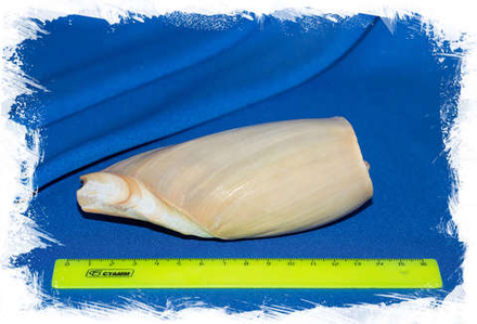 Цимбиум глянс (Cymbium glans), 12см.