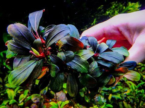 БУЦЕФАЛАНДРА КОРИЧНЕВАЯ ФЕНИКС (	Bucephalandra brownie phoenix)