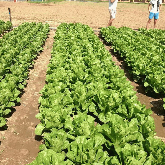 МАКСИМУС семена салата Rijk Zwaan цена – фото 8