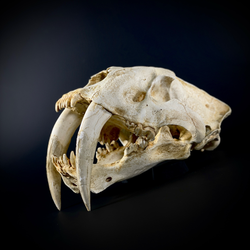 Smilodon