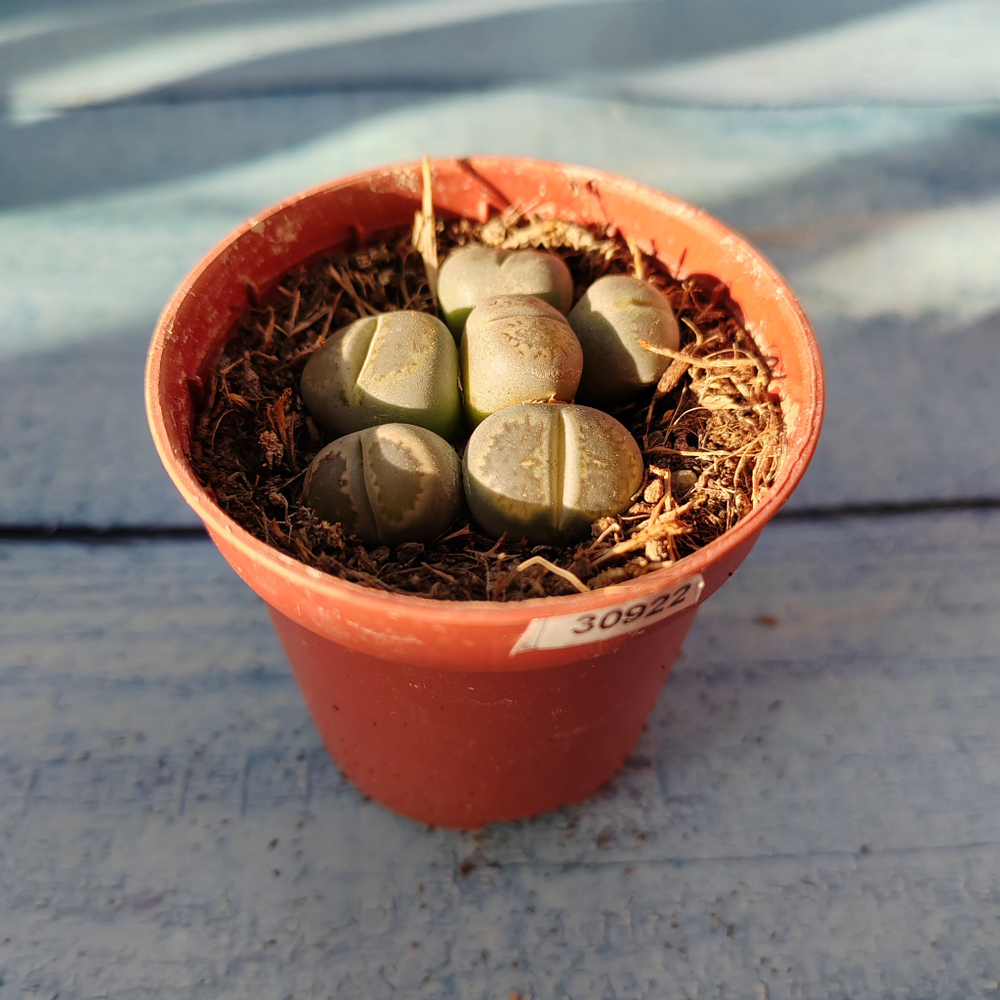 Lithops sp. (Литопсы)