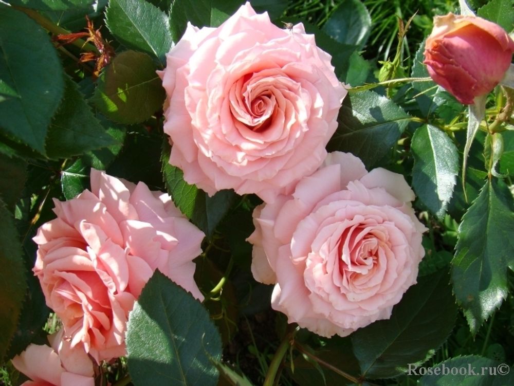 Поэзия (Poesie)