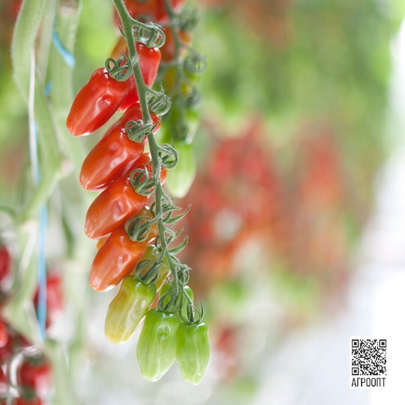 Идолини F1 семена томата индетерминантного (Rijk Zwaan / Райк Цваан) в поле – фото 5