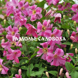 Клематис крупноцветковый Мазурек