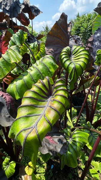 Колоказии - май 2026