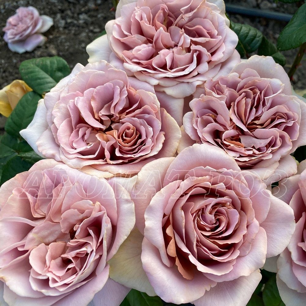 Кафе Латте (Cafe Latte)