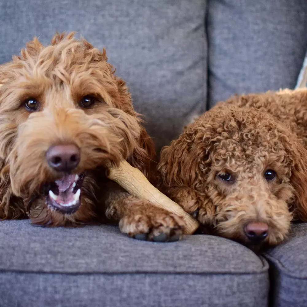 Игрушка для собак Petstages Dogwood палочка деревянная 13 см очень маленькая