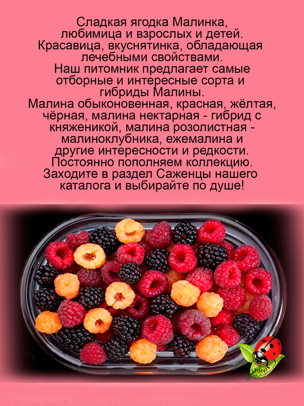 Малина Маравилла