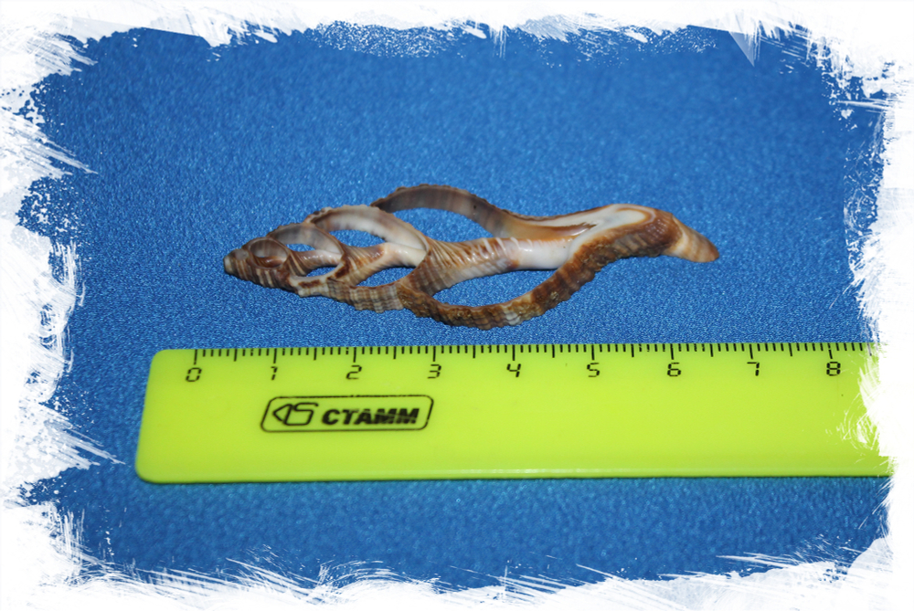 Срез ракушки Циматиум Пилеар для декора