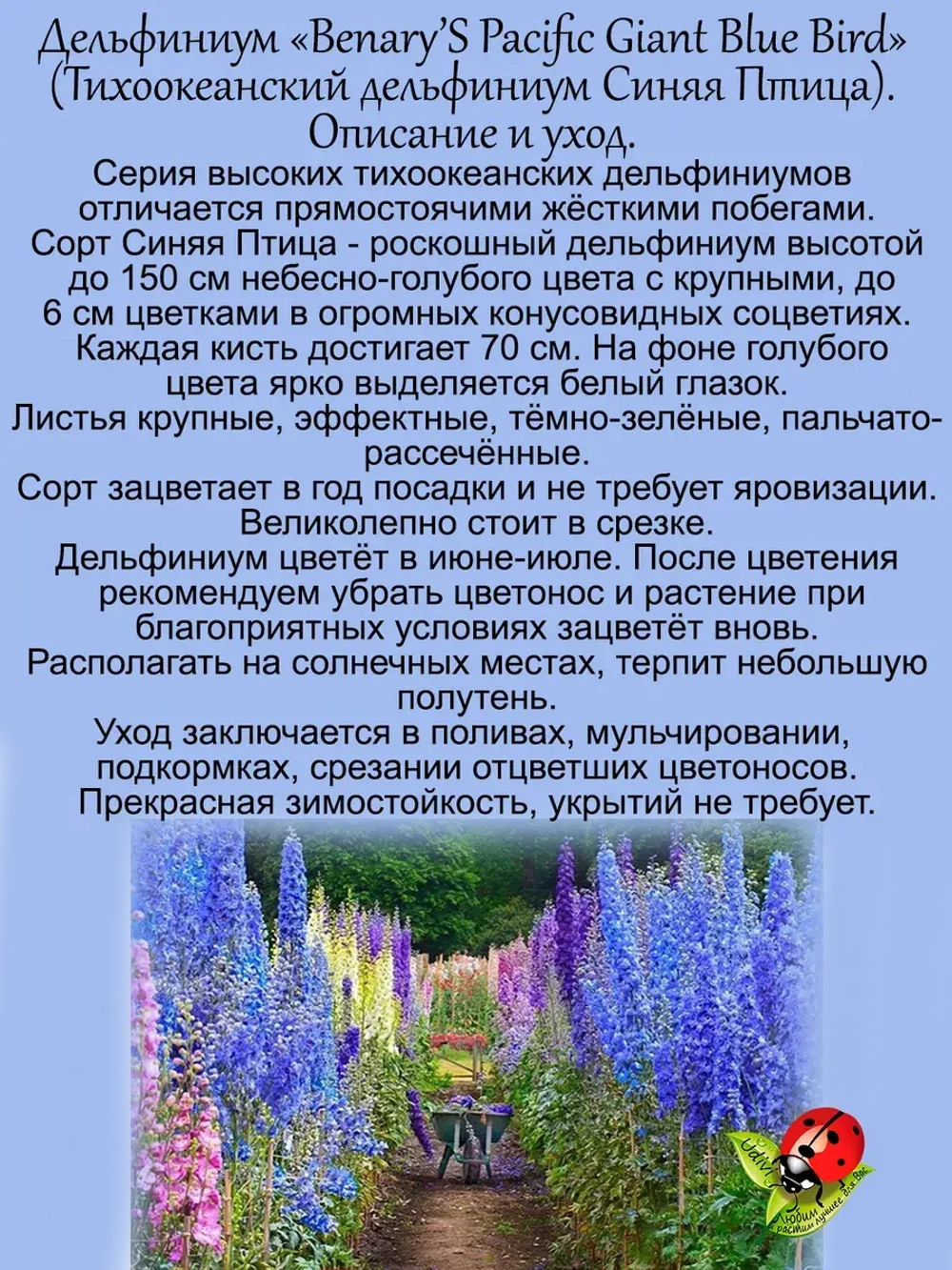 Дельфиниум Синяя Птица Blue Bird