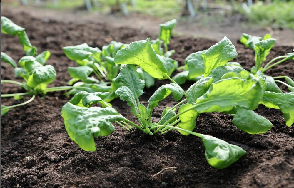 Карфур семена кресс-салата (Гавриш)