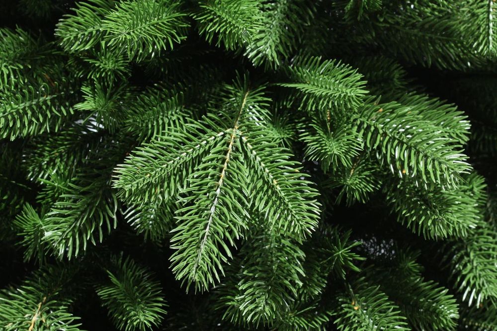 Ель искусственная «Изольда» (Литая хвоя) 185 см / 1,85 м