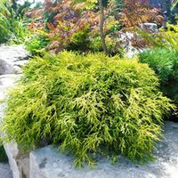 Кипарисовик