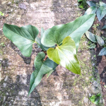 Сингониум PINK SPLASH ALLUSION