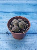 Lithops sp. (Литопсы)