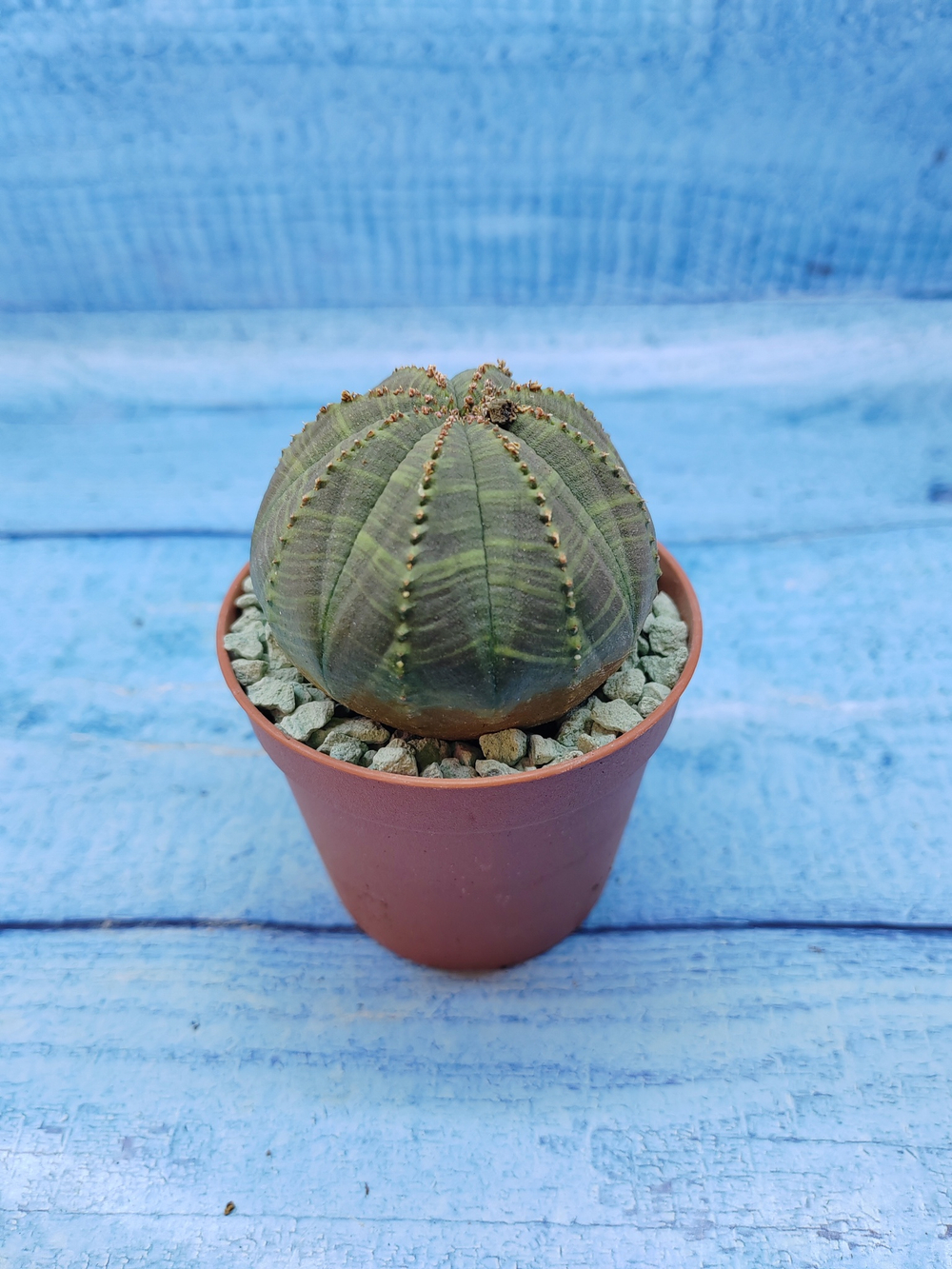 Euphorbia Obesa (Эуфорбия)