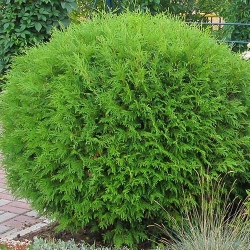 Туя западная Глобоза Р9 15-20 см Закупка М62 апрель-май 2026