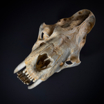 Smilodon