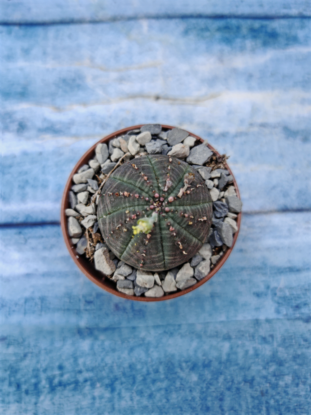 Euphorbia Obesa (Эуфорбия)