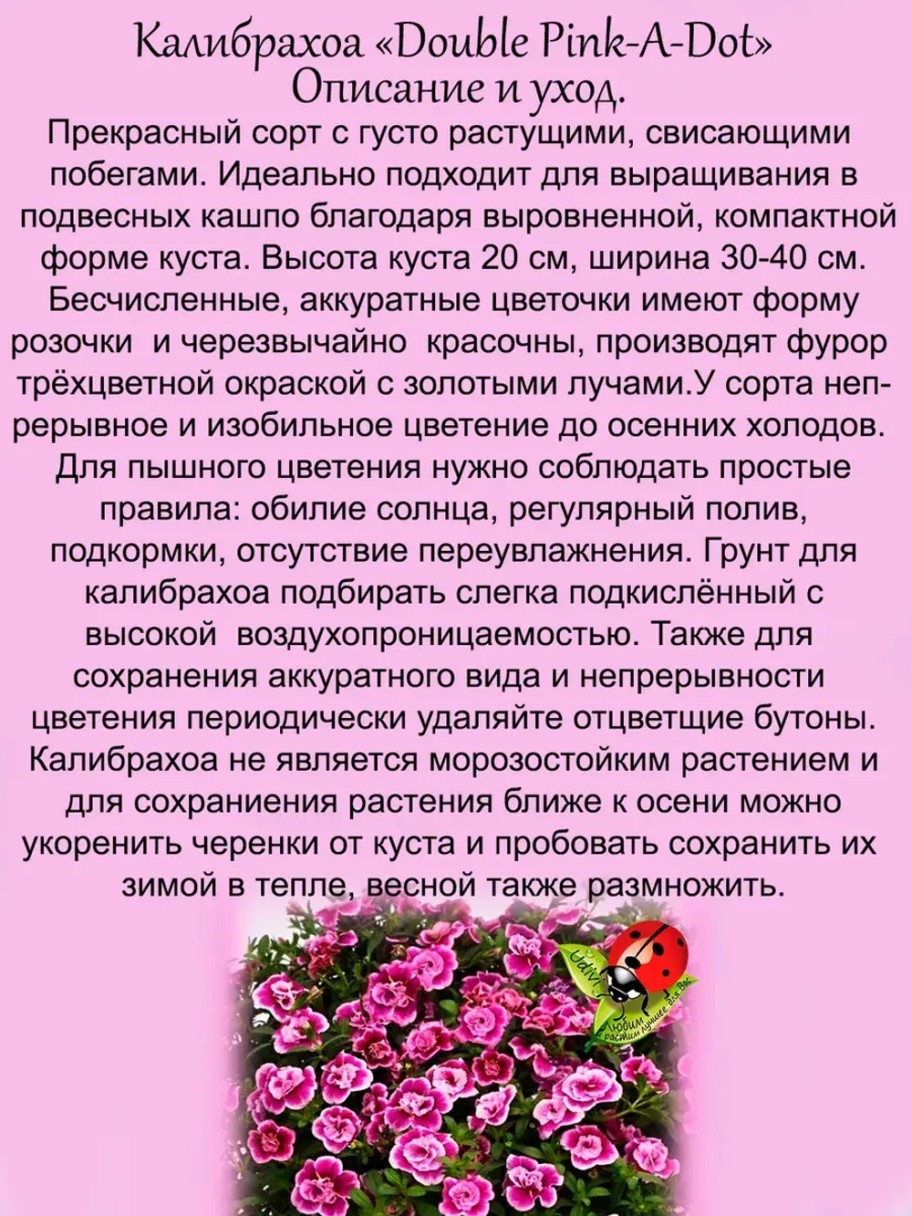 Калибрахоа Пинк а дот махровая