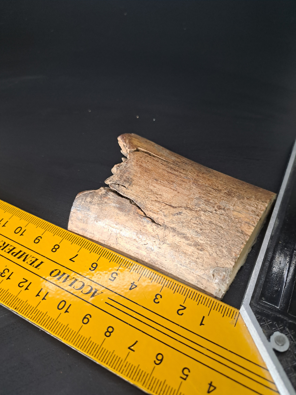 Бивень мамонта для коллекции