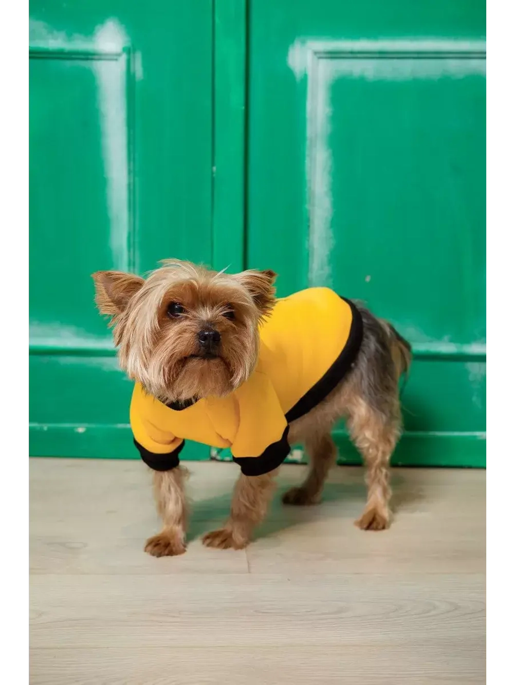 Толстовка для собак и кошек