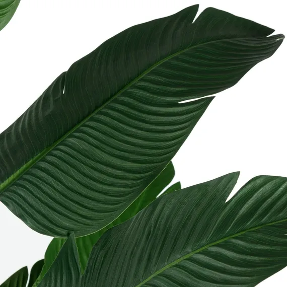 Банановое дерево высота 210 см