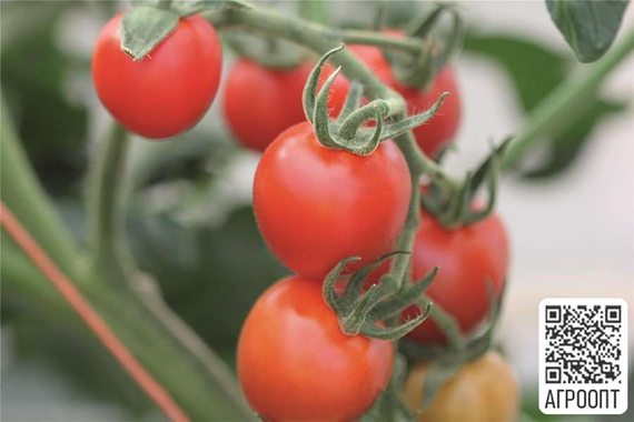 Маунтин Мейджик F1 семена томата индетерминантного (Bejo / Бейо) продукт – фото 2