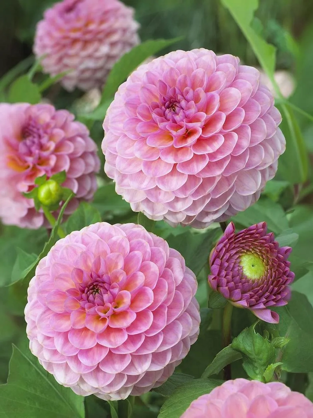 Георгин помпонный Пинк Поп