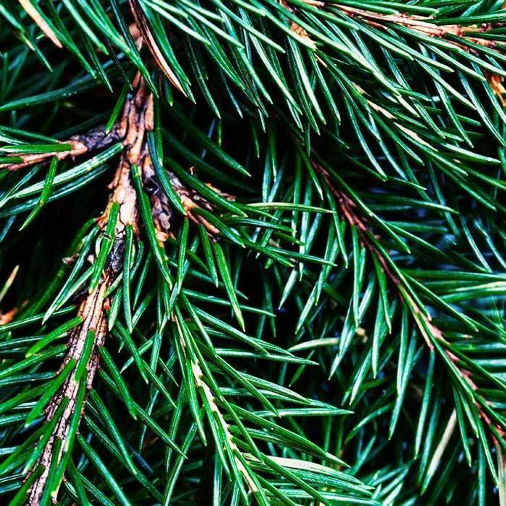 Отдушка Fraser Fir (Пихта Фрейзера по мотивам CS)