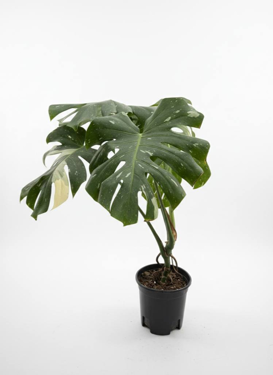 Монстера восхитительная Gold back