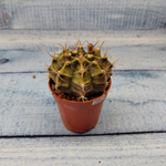 Gymnocalycium Friedrichii (Гимнокалициум)