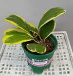 Хойя Керри вариегата