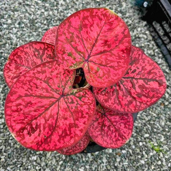 Каладиумы поздравляют вас с первым днем весны!