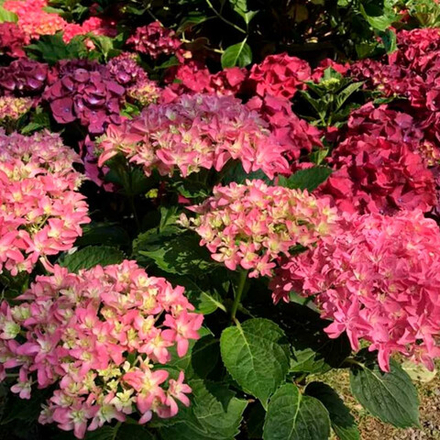 Magical Farfalla (Мэджикал Фарфалла)Р12 Европа 2026