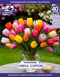 Тюльпан Луковицы неочищенные, Микс сортов, 40+шт