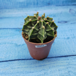 Gymnocalycium Friedrichii (Гимнокалициум)