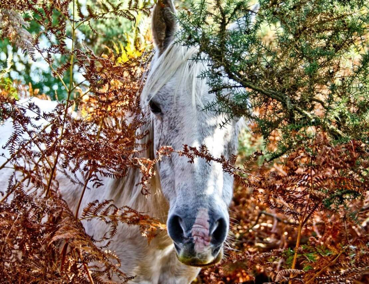 Как ускакать от диабета на «блестящей лошади»