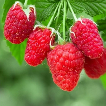 Малина среднеспелая Гордость России